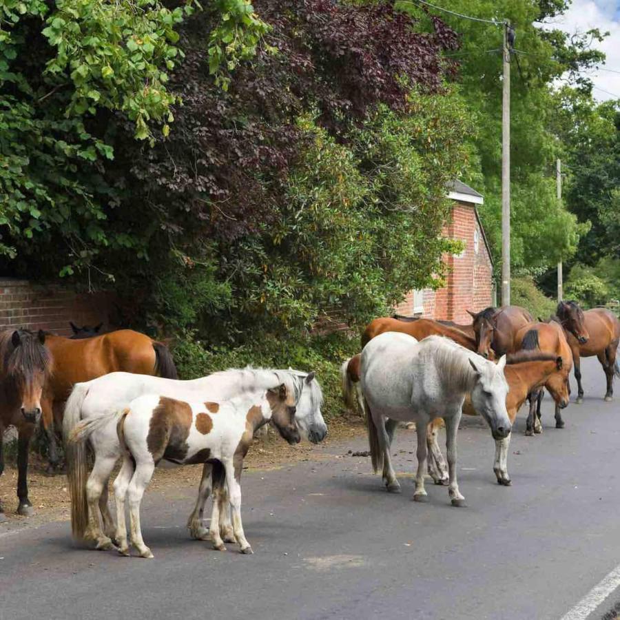 New Forest Retreat Shorefield Country Park Lymington Luaran gambar